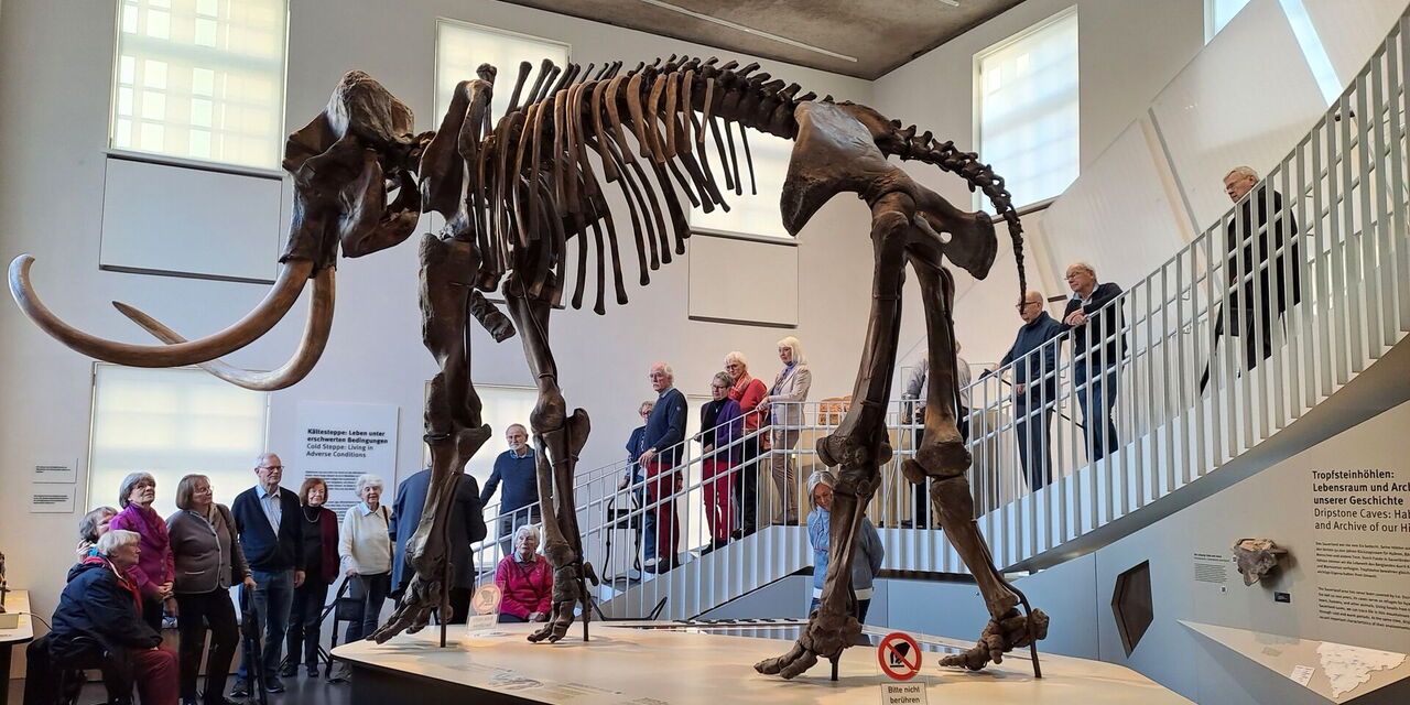 Clubmitglieder bei einer Führung im Geomuseum unter einem Mammutskelett